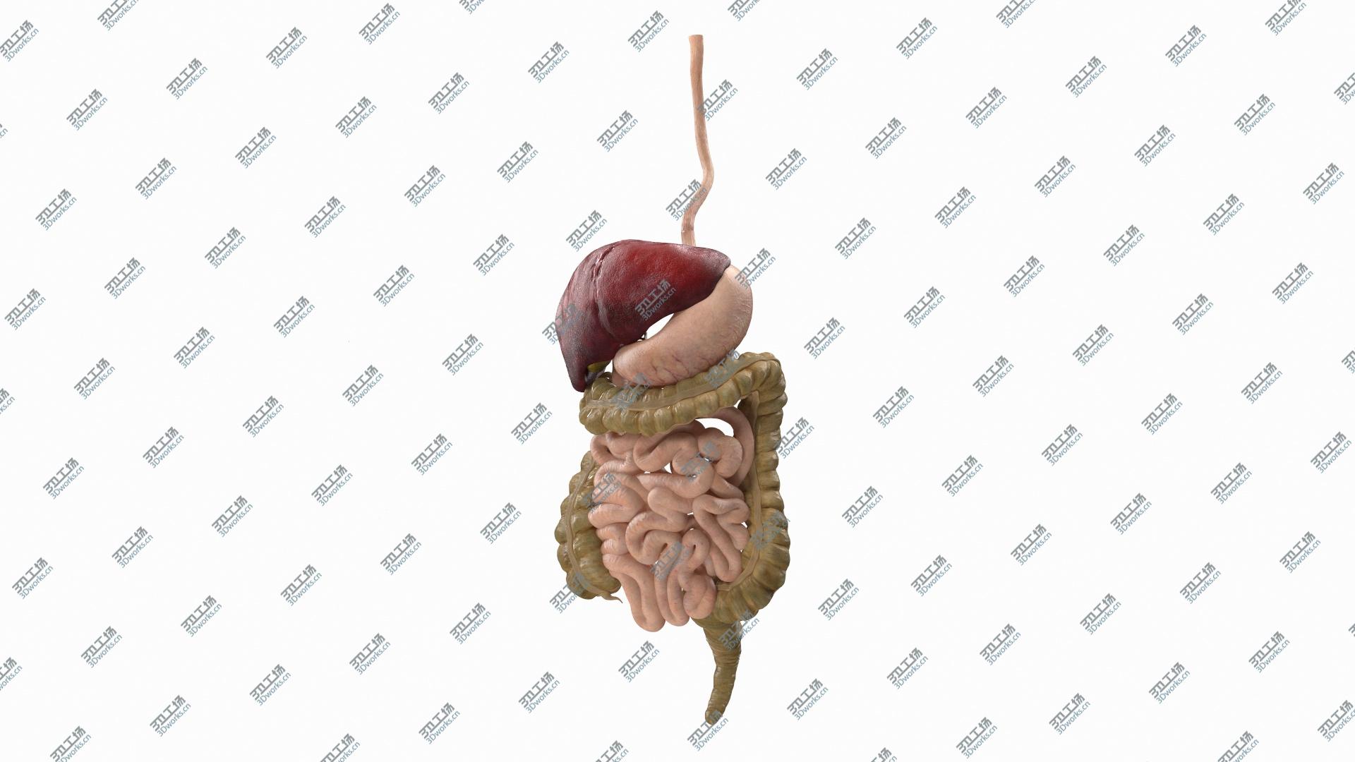 images/goods_img/20210313/3D Human Stomach and Small Intestines/3.jpg